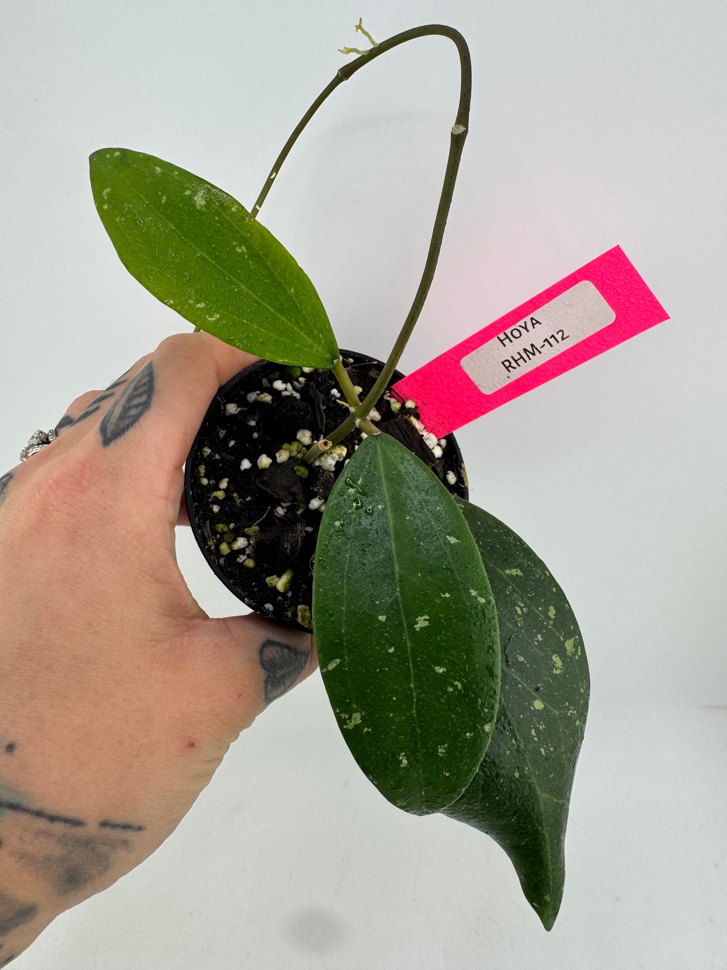 Hoya RHM-112 (LP4 x RHM-001)
