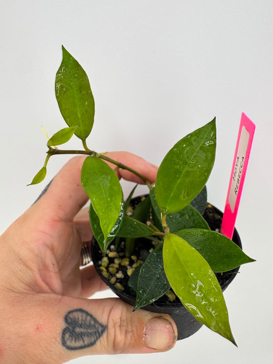 Hoya ‘Rebecca’