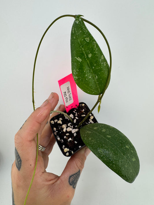 Hoya EBW ‘starry skies’