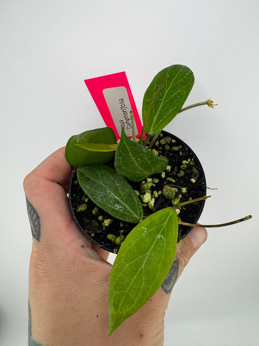 Hoya Camphorifolia