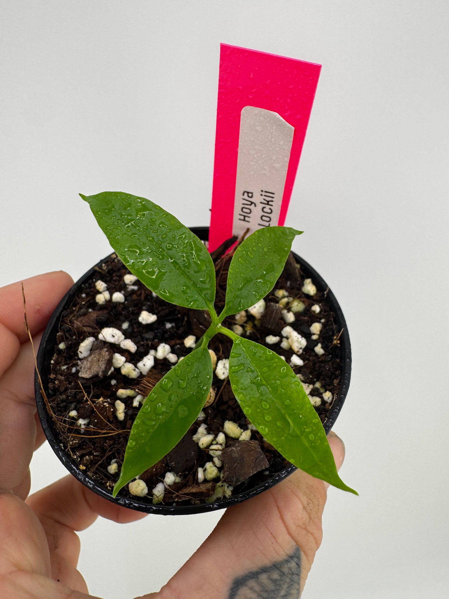 Hoya Lockii