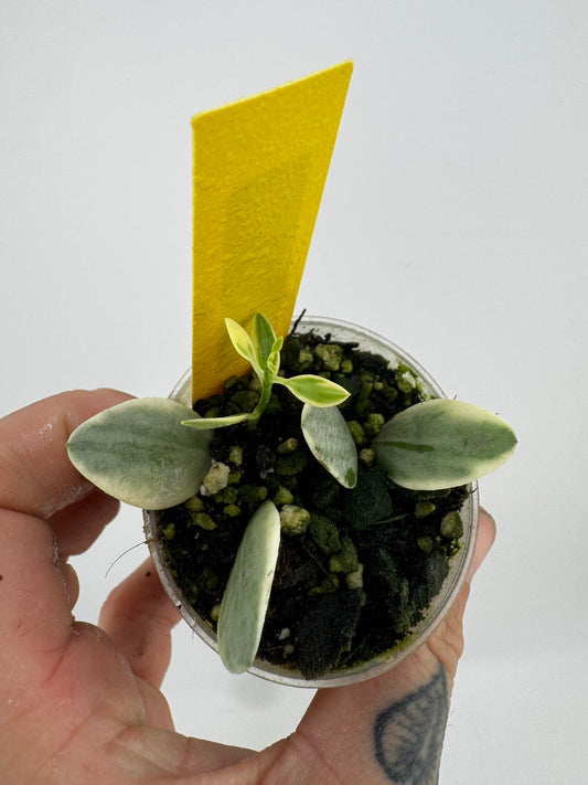Dischidia Ointha Variegated