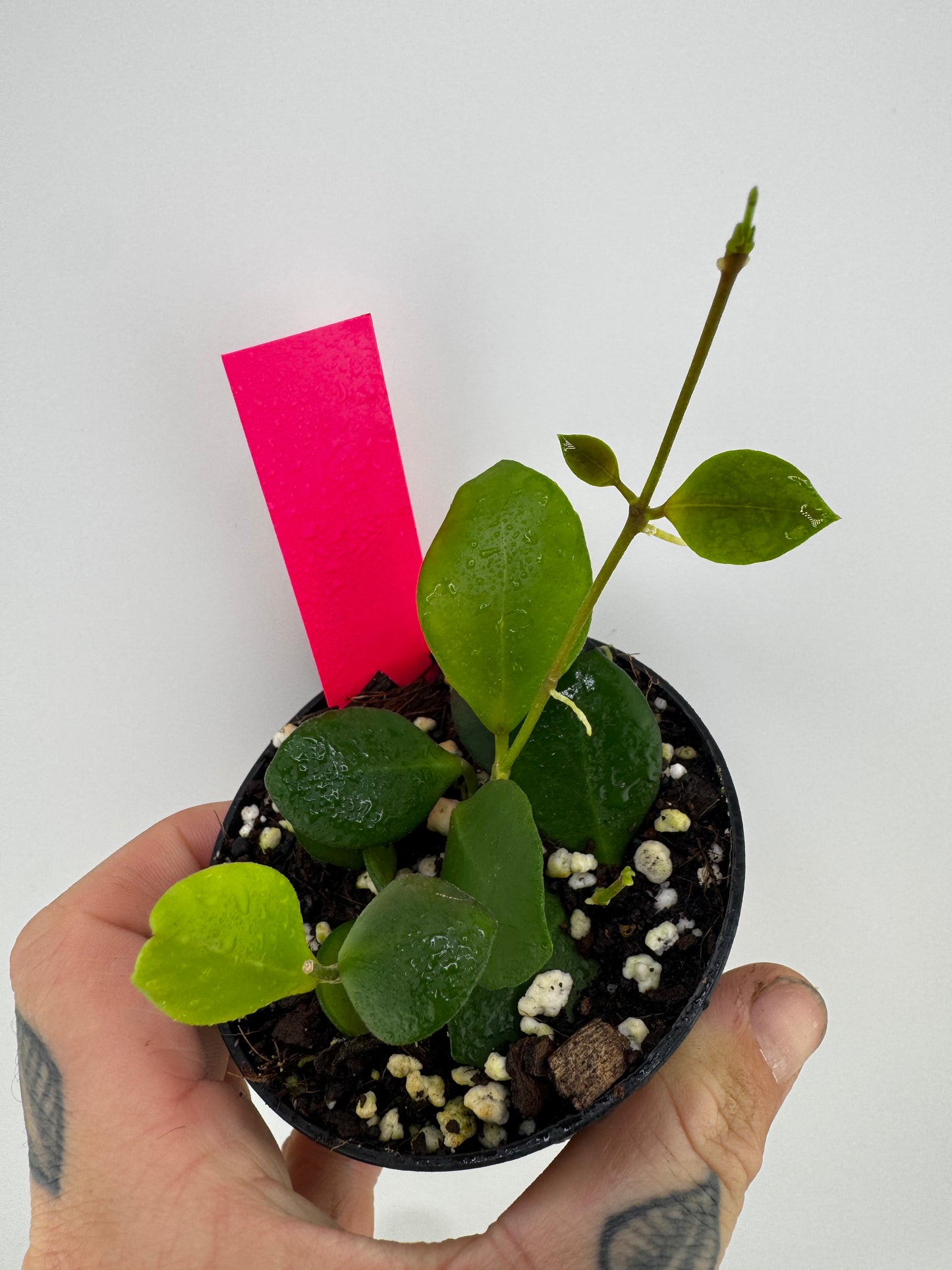 Hoya huschkeliana pink flower