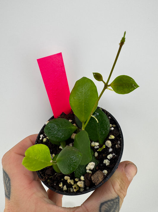 Hoya huschkeliana pink flower