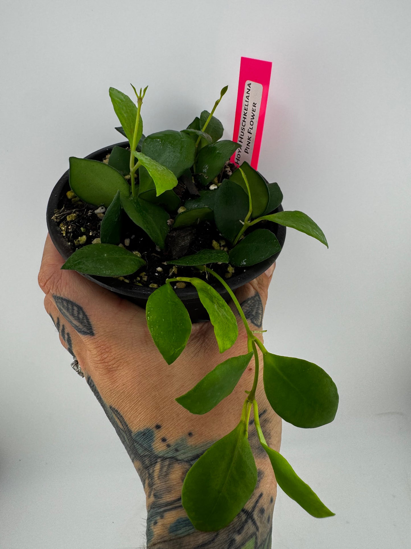Hoya huschkeliana pink flower