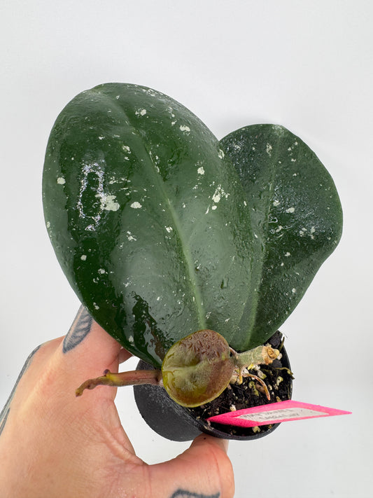 Hoya ‘David’s Green Cup’