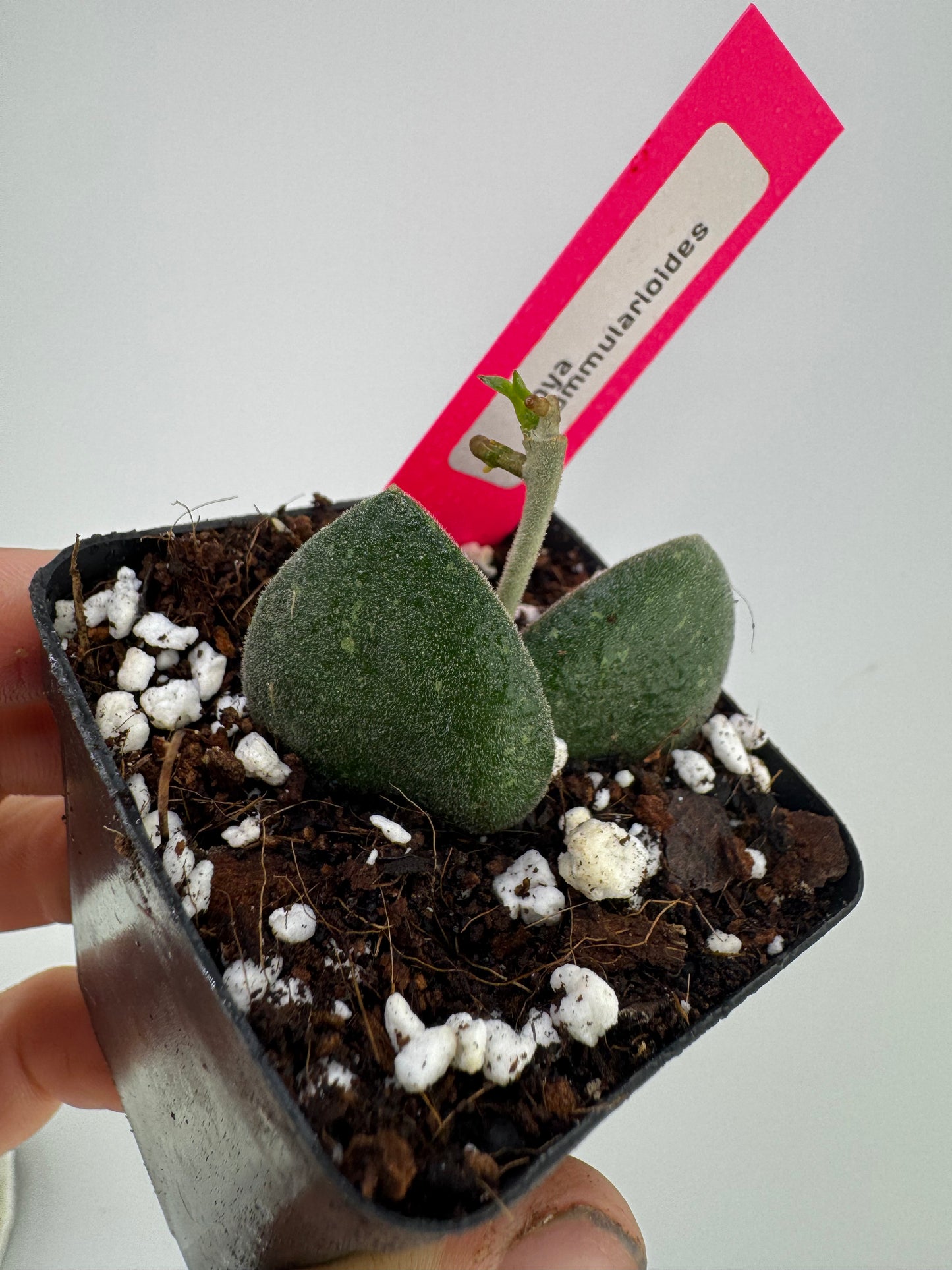 Hoya nummularioides