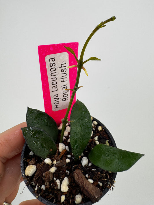 Hoya Lacunosa ‘Royal flush’