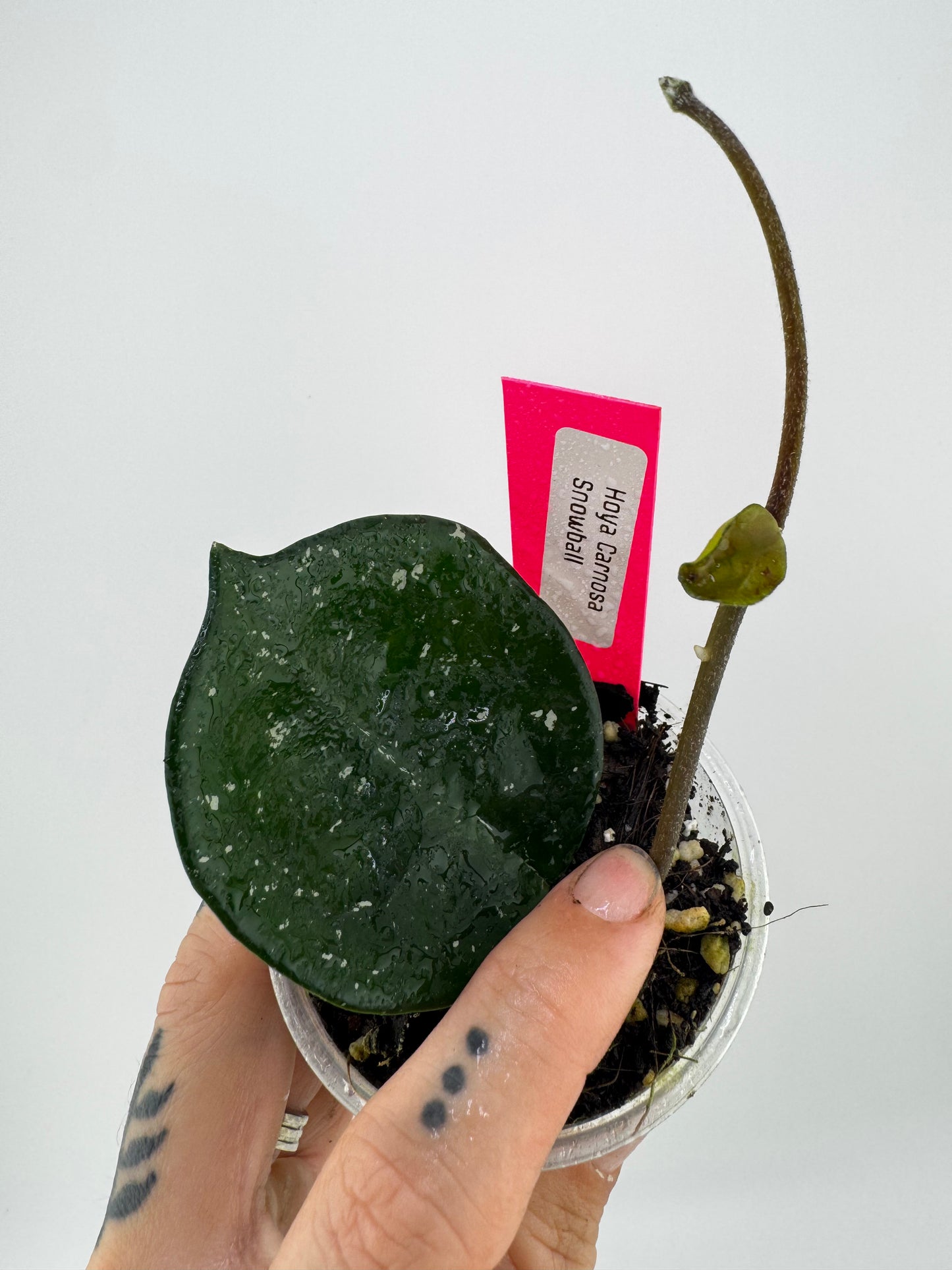 Hoya Carnosa ‘Snow Ball’