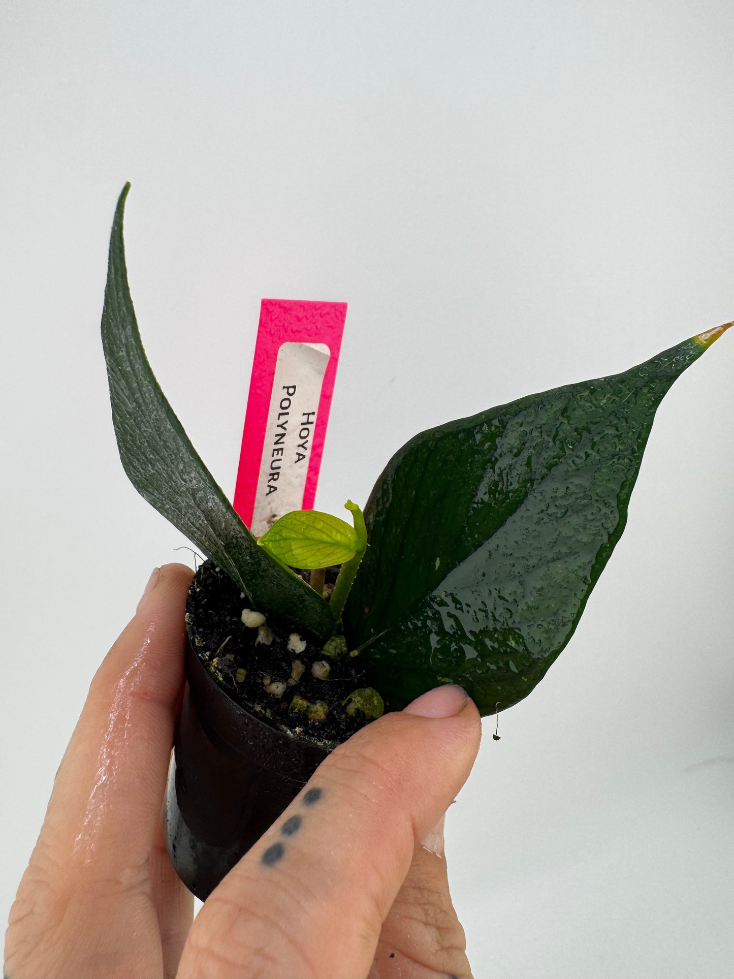 Hoya Polyneura