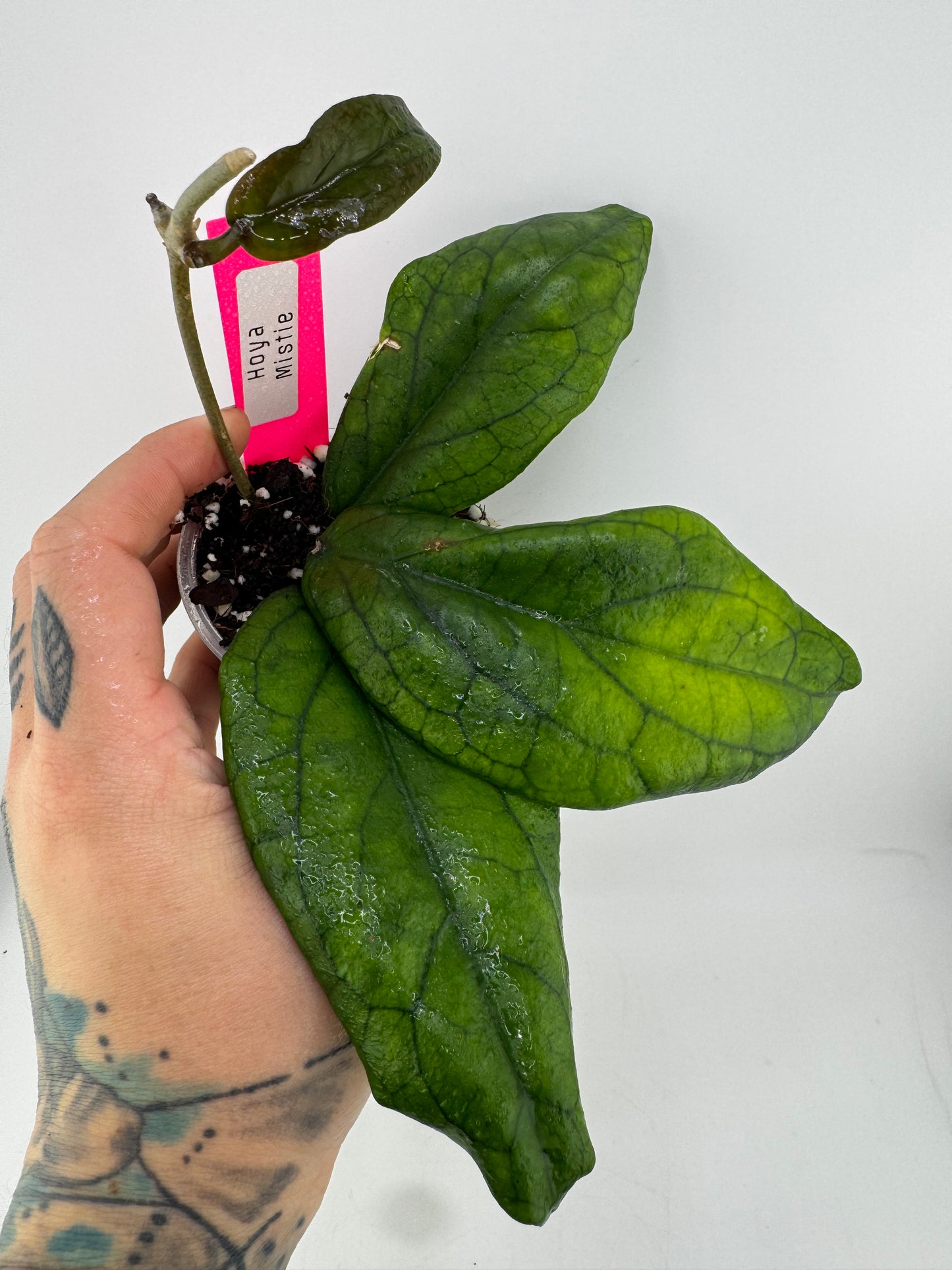 Hoya Mistie