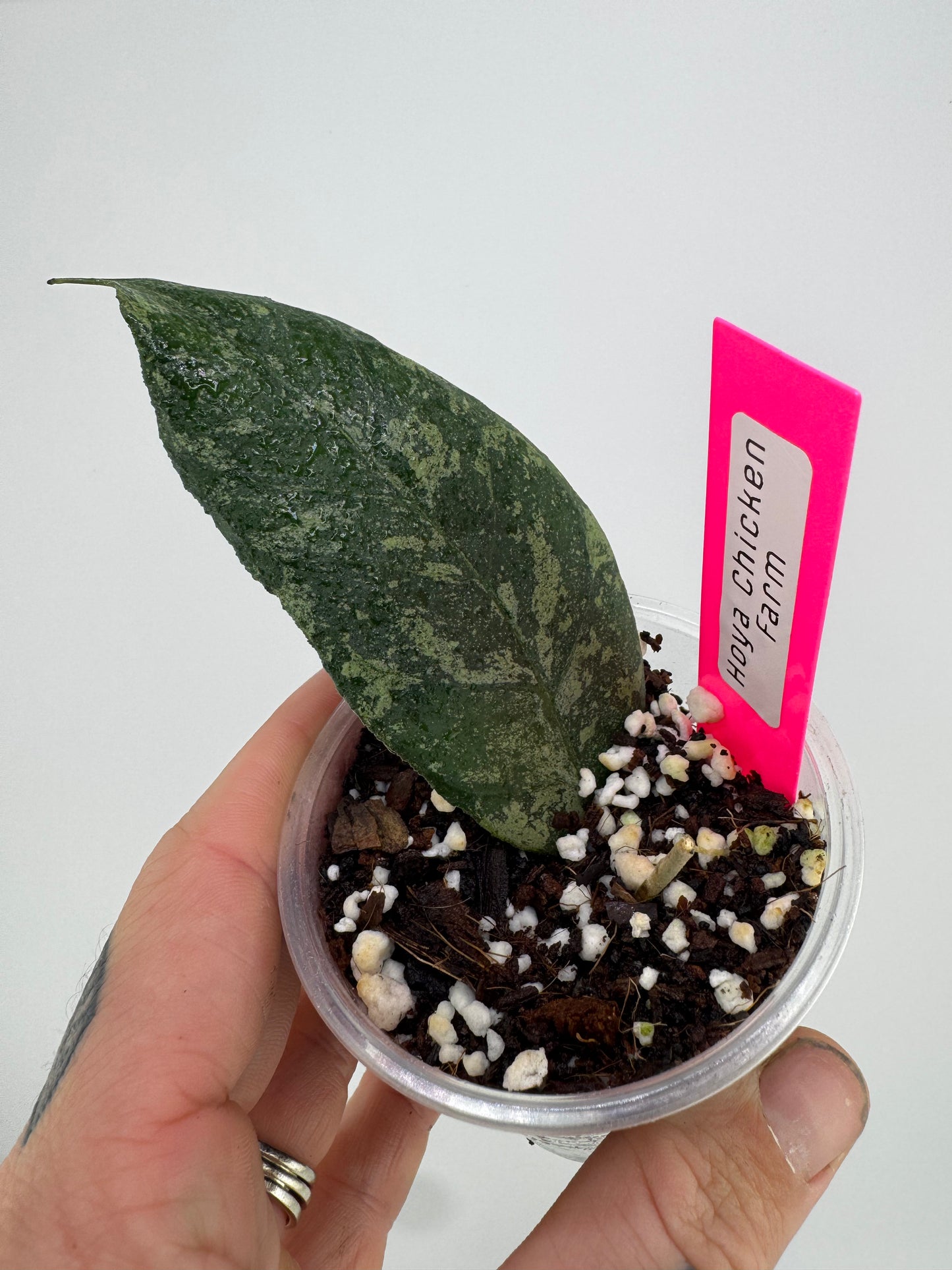 Hoya Finlaysonii ‘chicken farm’