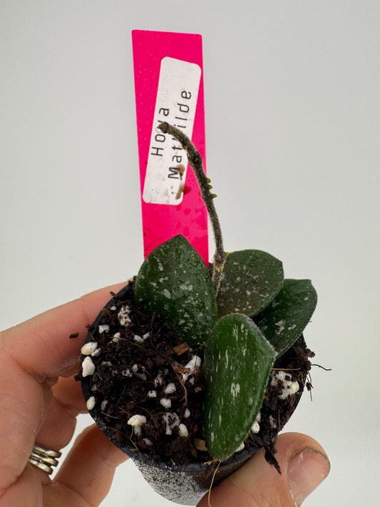 Hoya mathilde splash