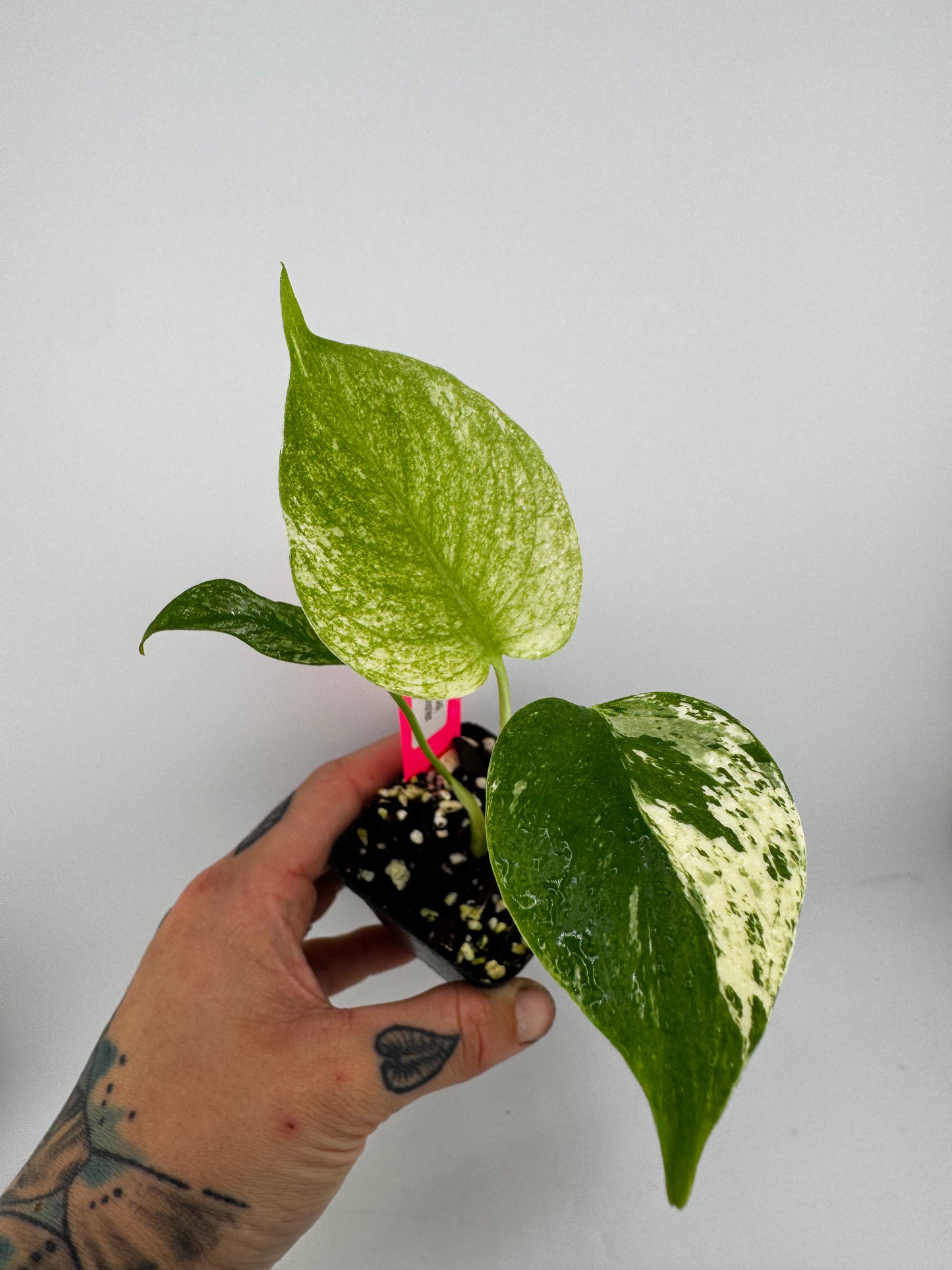 Monstera Deliciosa Mint ‘white monster’ Variegated #A