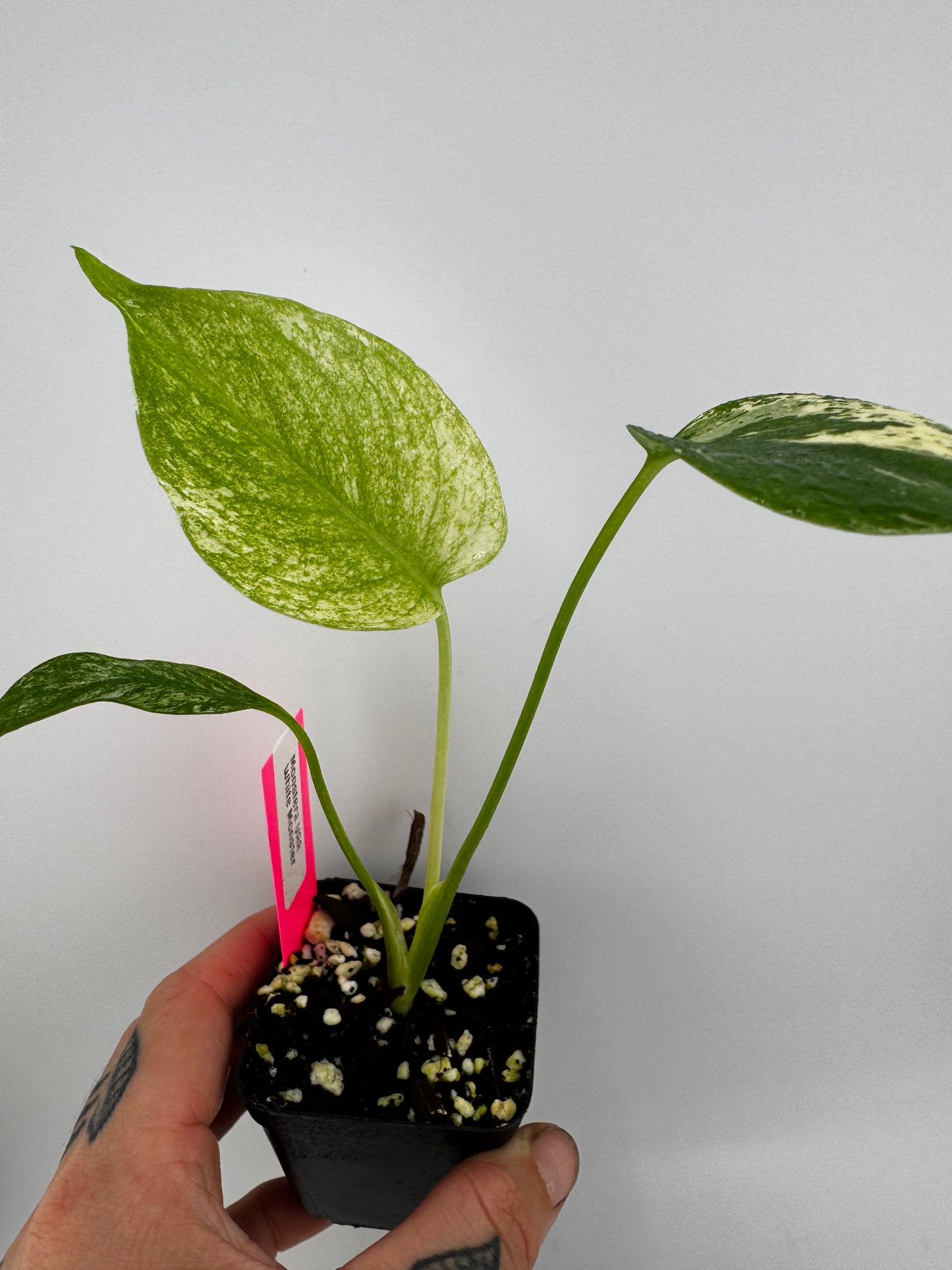 Monstera Deliciosa Mint ‘white monster’ Variegated #A
