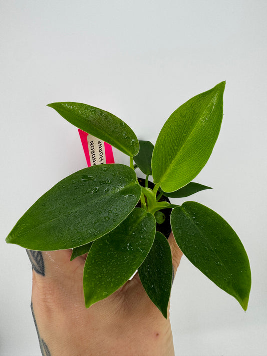 Philodendron Jerry Horne