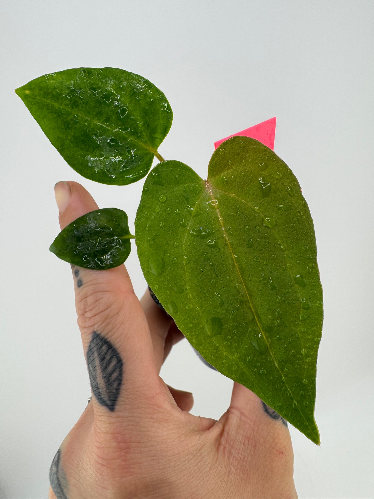 Anthurium Dark Phoenix x Papi