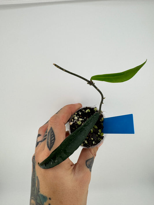 Hoya Minibelle