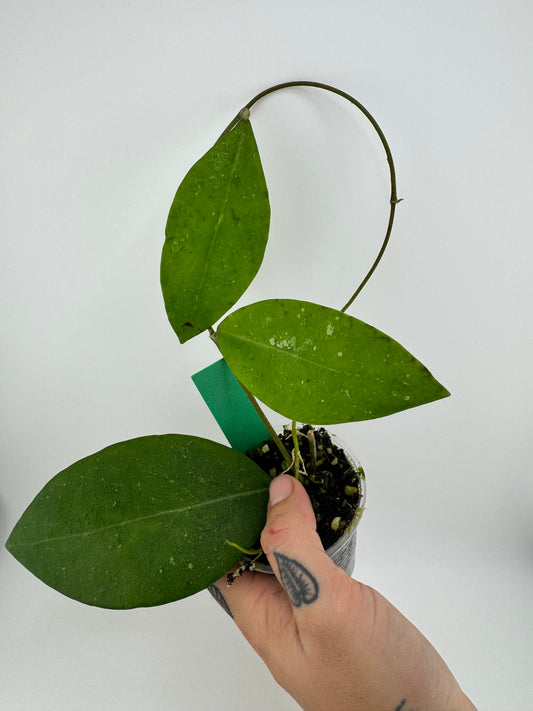 Hoya Mindorensis