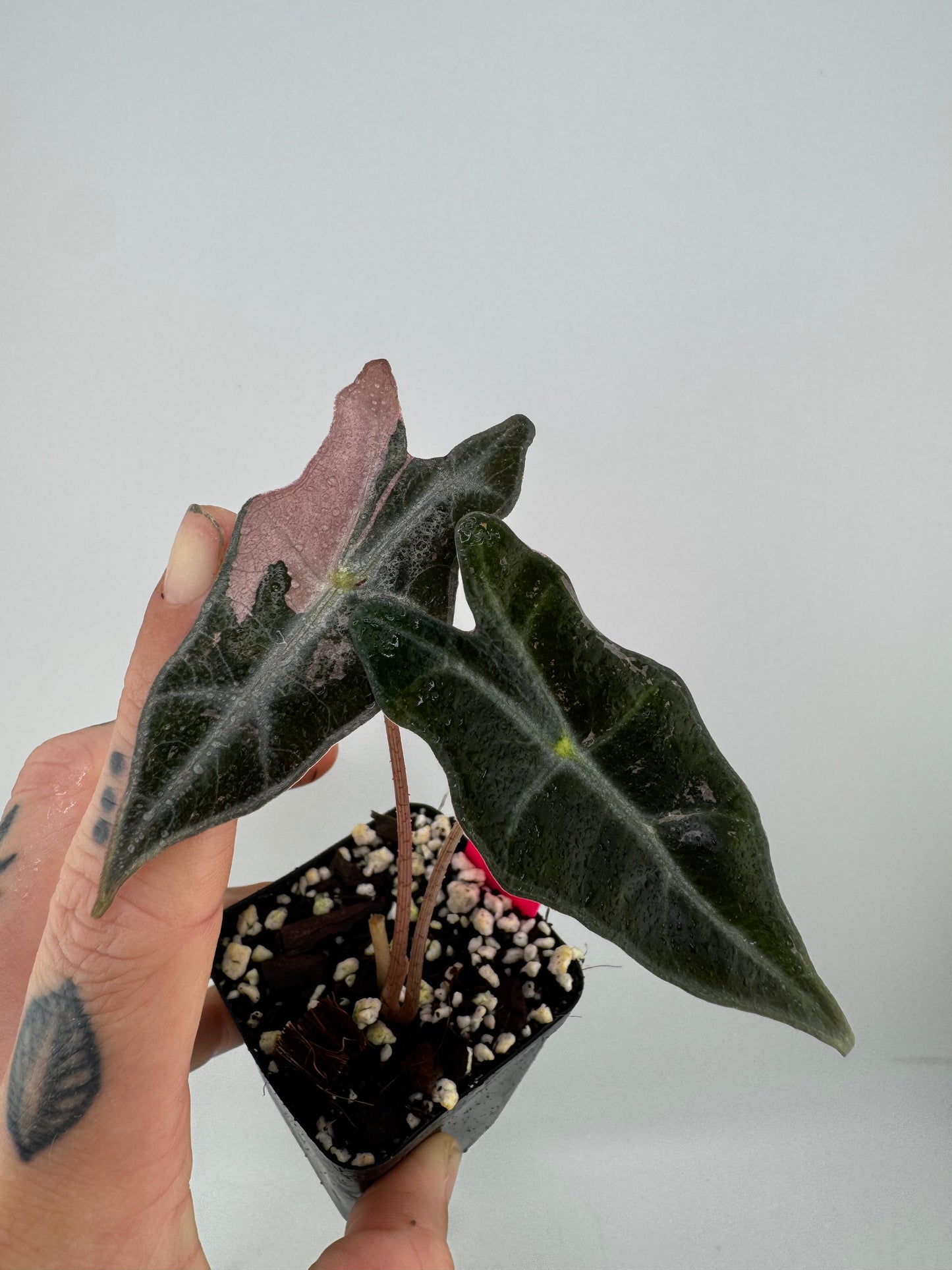 Alocasia Nobilis ‘Pink’ Variegated #B