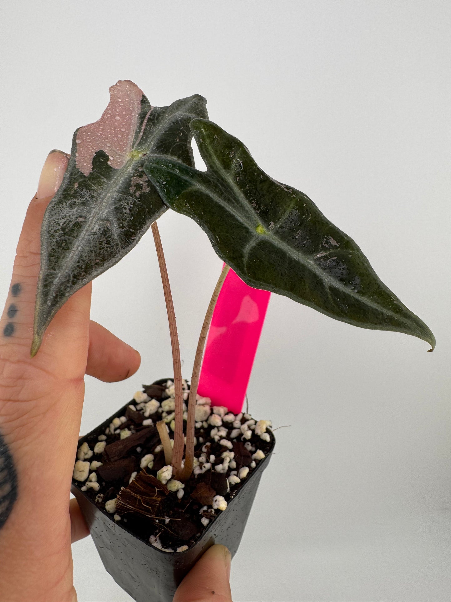 Alocasia Nobilis ‘Pink’ Variegated #B