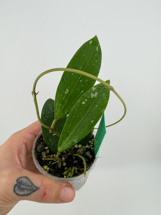 Hoya Everleigh