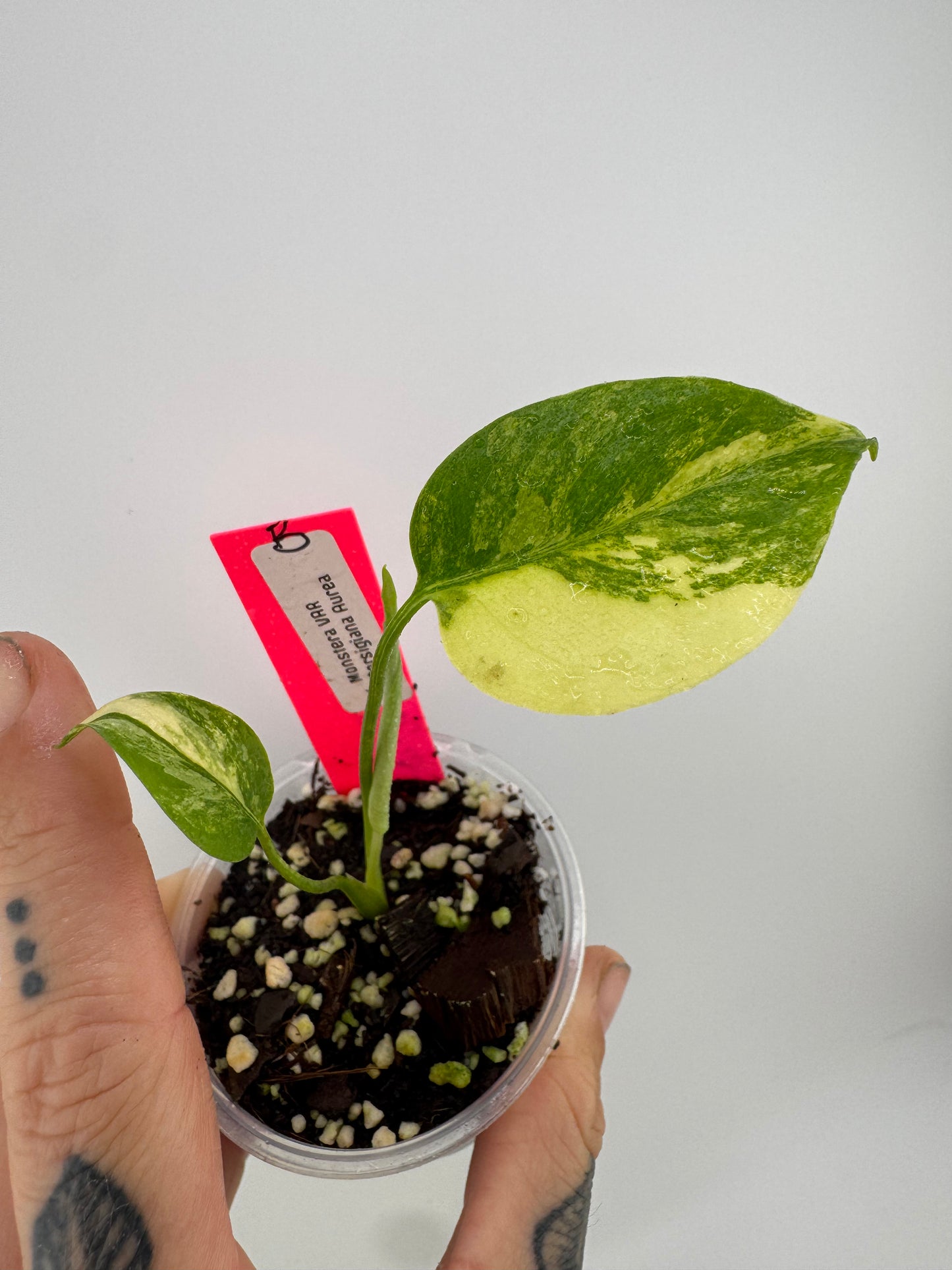 Monstera Deliciosa (Borsigiana) Aurea Variegated #B