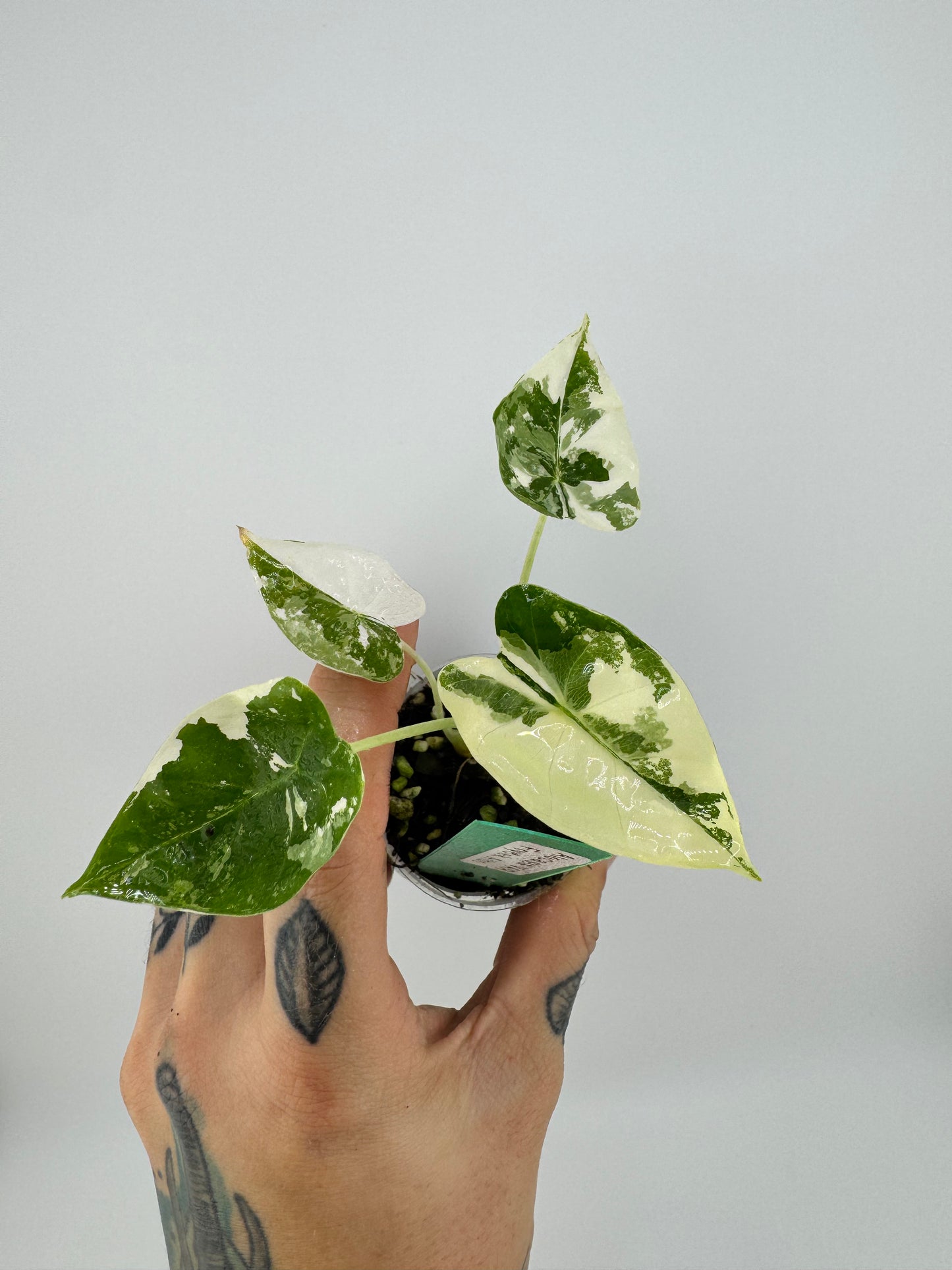 Alocasia Frydek Variegated Albo