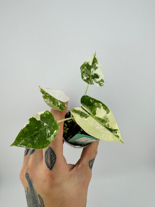 Alocasia Frydek Variegated Albo