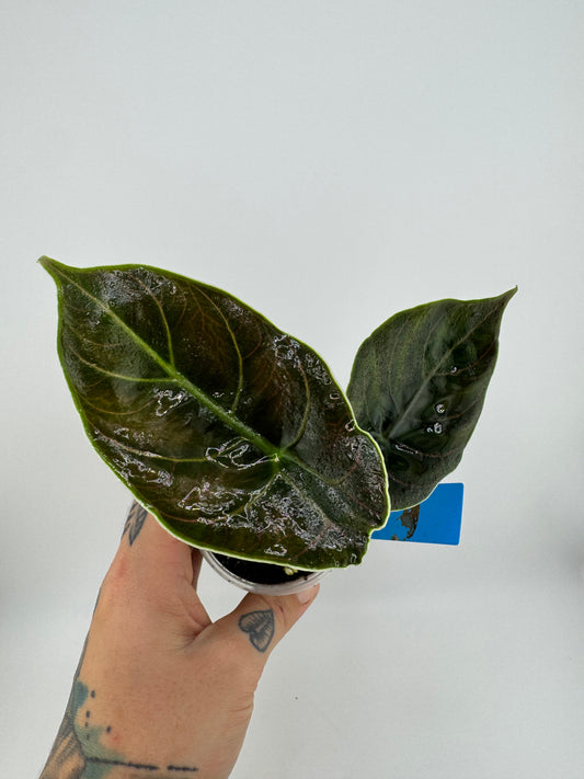 Alocasia Azlanii