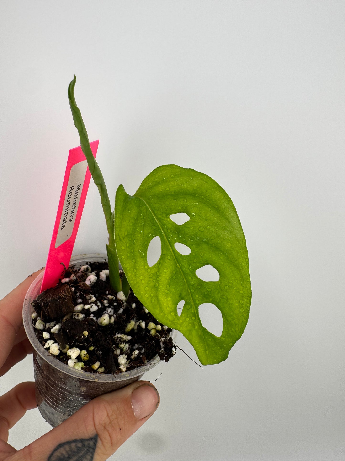 Monstera Acuminata