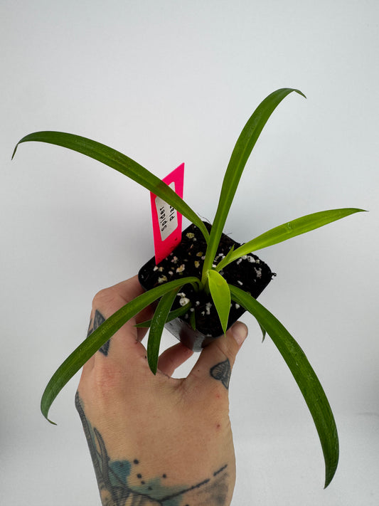 Spider Plant