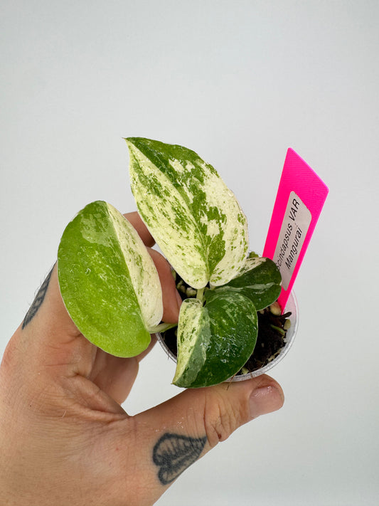 Scindapsus Variegated Mangurai #2