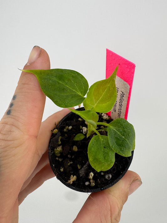 Philodendron Verrucosum
