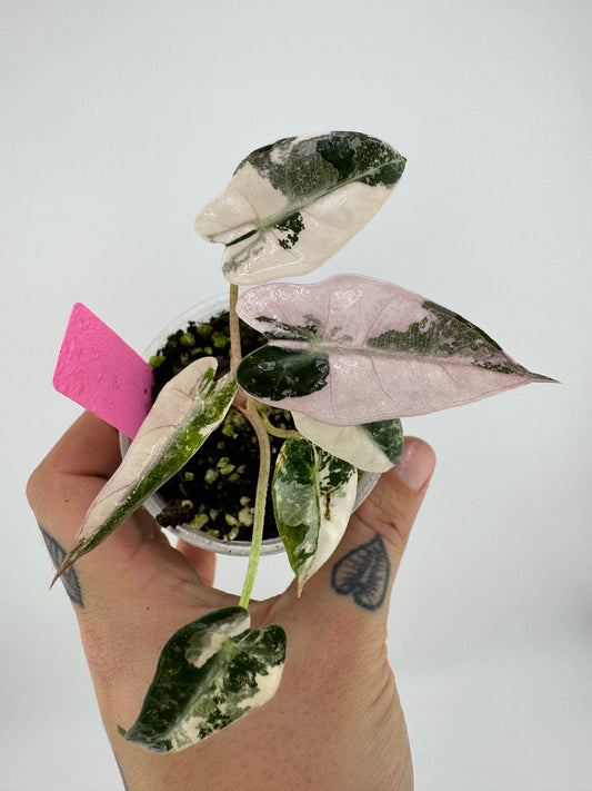 Variegated Alocasia Bambino Albo/Pink