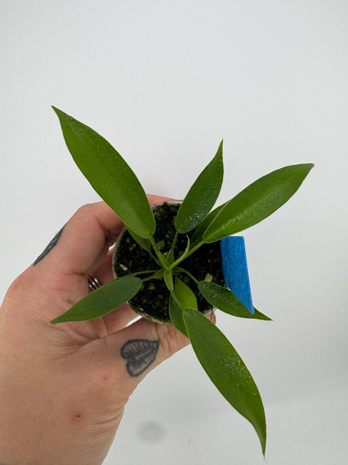 Philodendron joepii