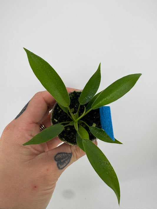 Philodendron joepii