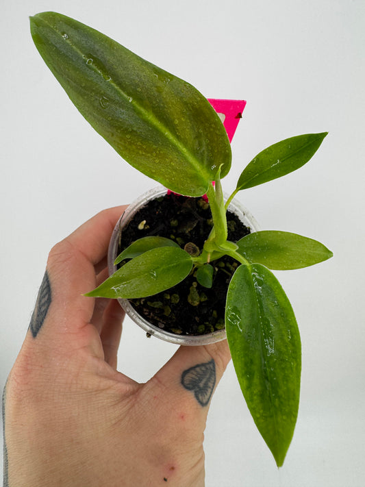 Philodendron Subhastum