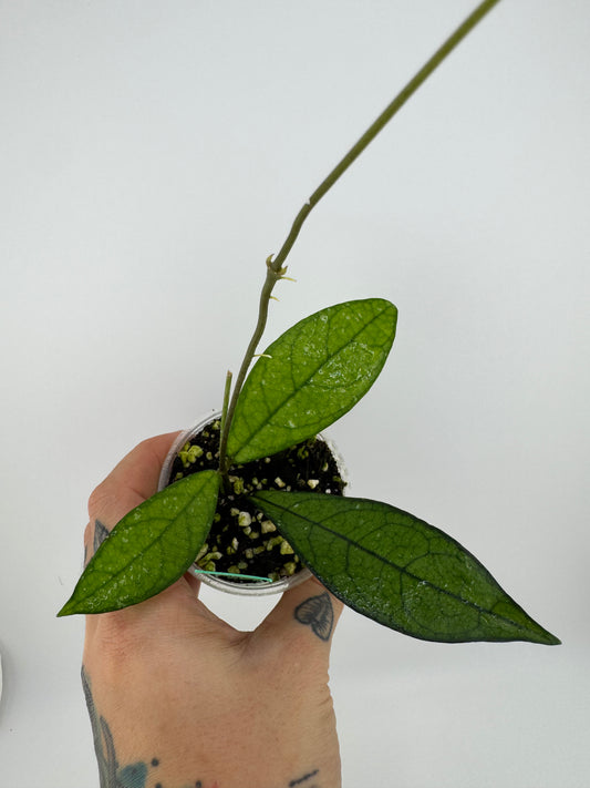 Hoya Crassipetiola Splash