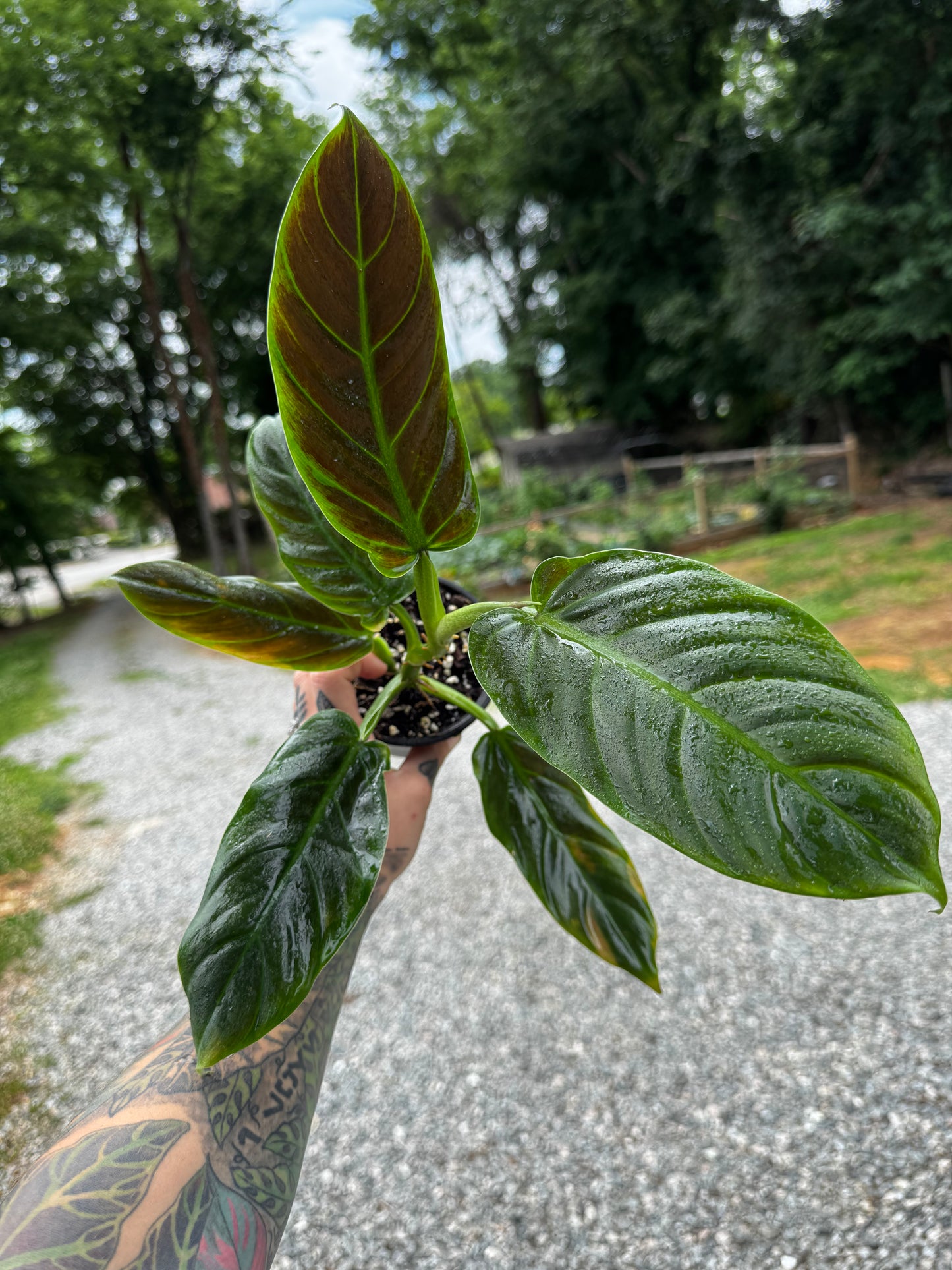 Philodendron Subhastum