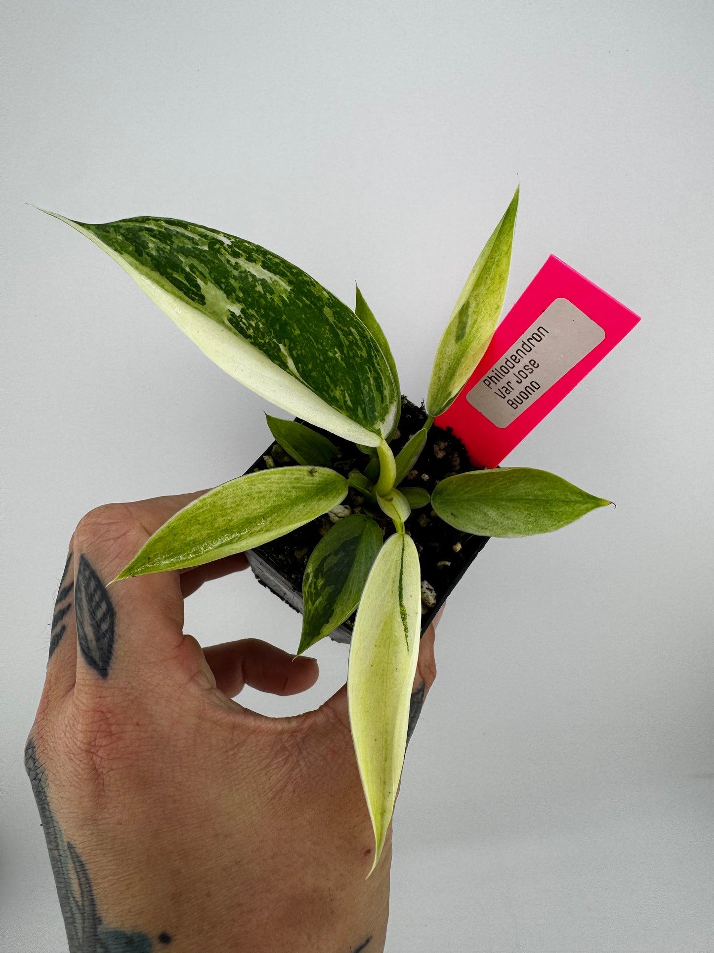 Philodendron Jose Buono