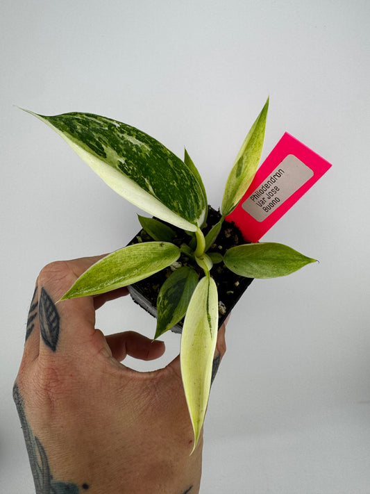 Philodendron Jose Buono