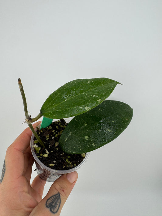 Hoya RHM-112 (LP4 x RHM-001)
