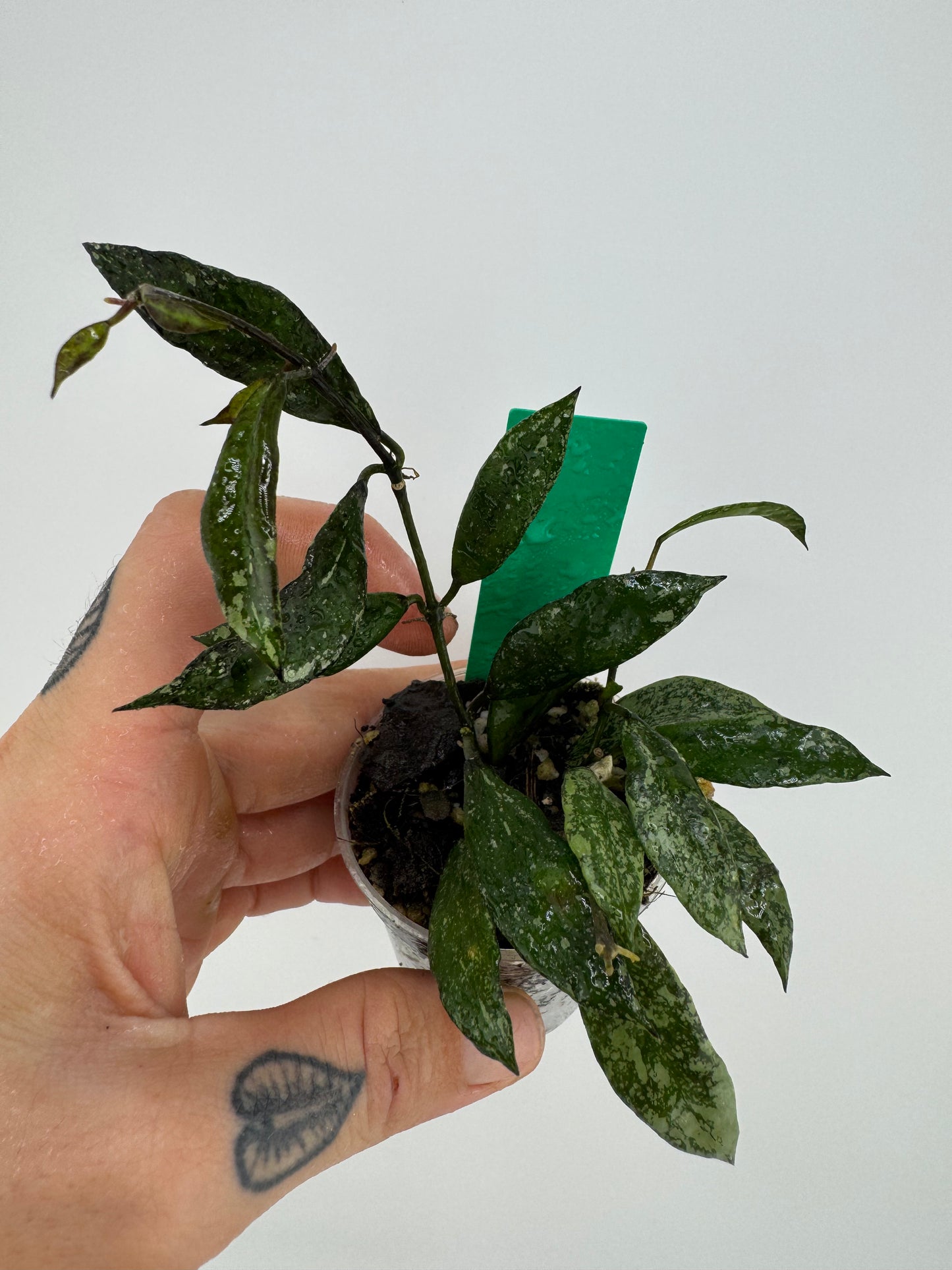 Hoya Lacunosa ‘snow caps’