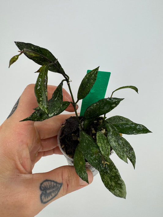 Hoya Lacunosa ‘snow caps’