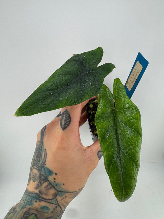 Alocasia Scalprum