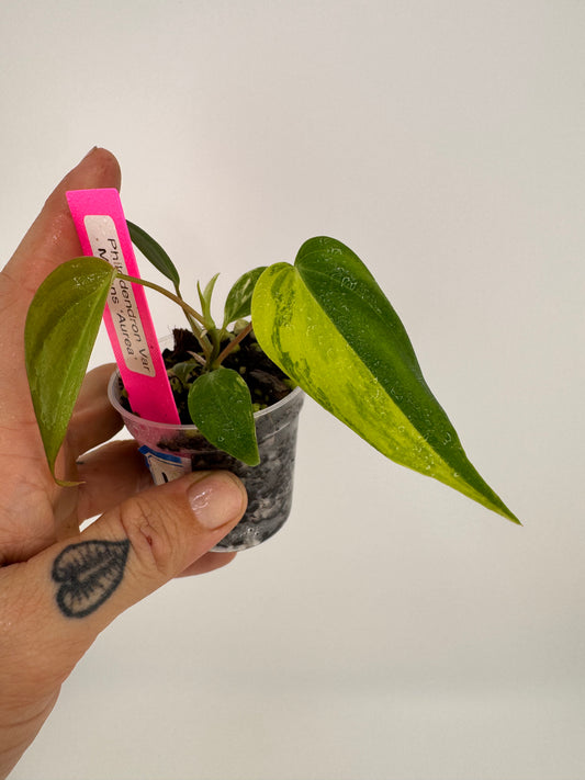 Philodendron VAR micans ‘aurea’ #1