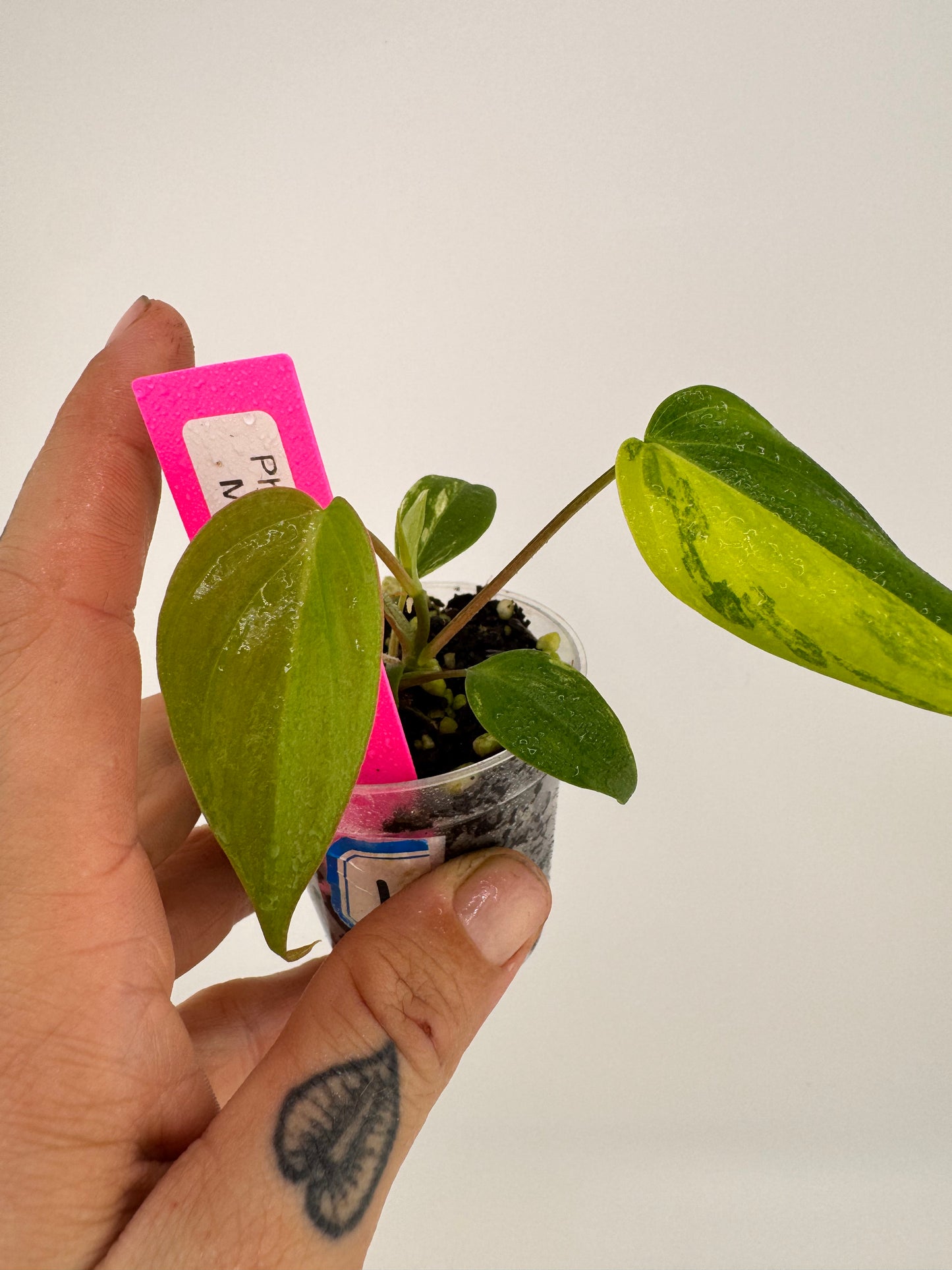 Philodendron VAR micans ‘aurea’ #1