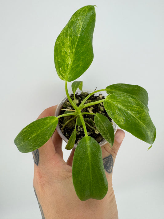 Philodendron Variegated Gigantum Blizzard
