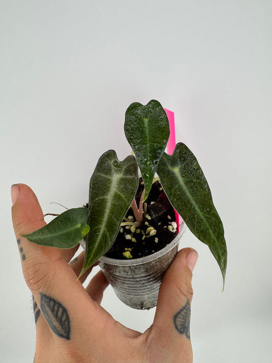 Alocasia Bambino